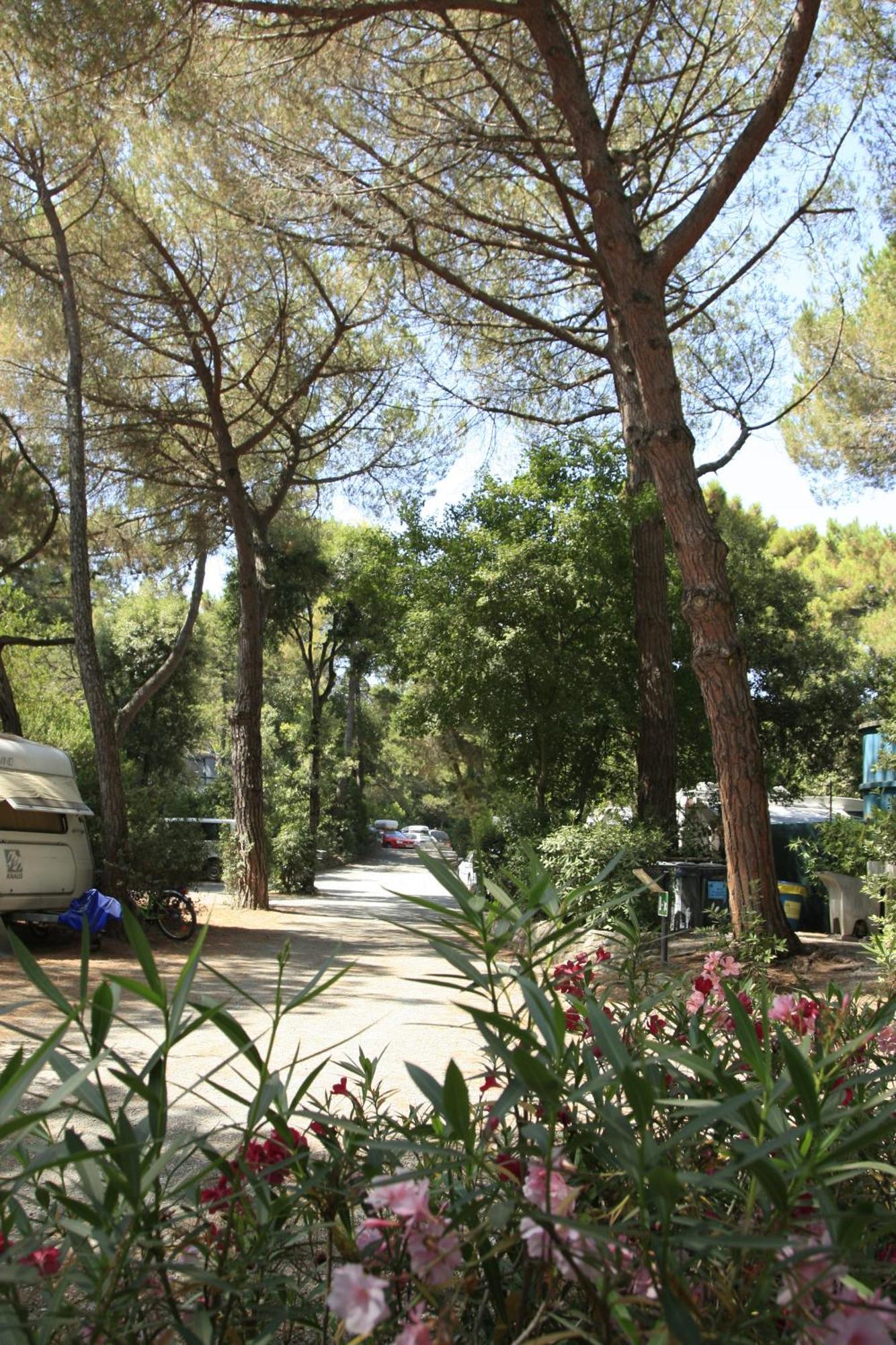 Camping Casa Di Caccia マリーナ・ディ・ビッボーナ エクステリア 写真